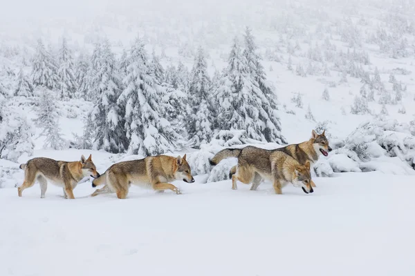 Farkasok a hóban Stock Kép