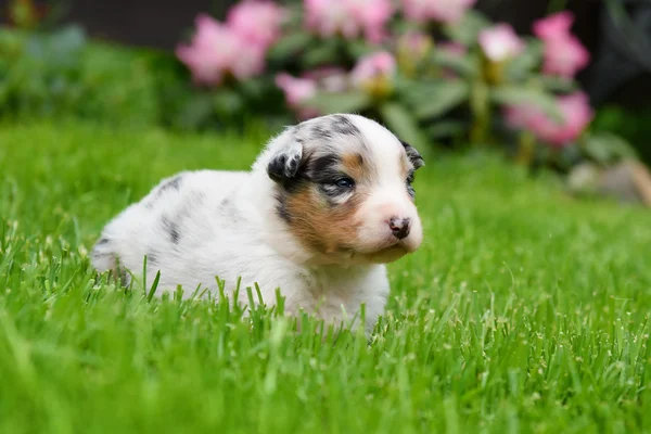 Australischer Schäferhund Welpe — Stockfoto