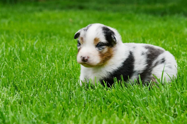 Owczarek australijski puppy — Zdjęcie stockowe