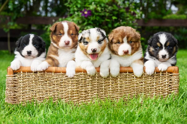 Vijf schattige puppy van de Australian Shepherd — Stockfoto