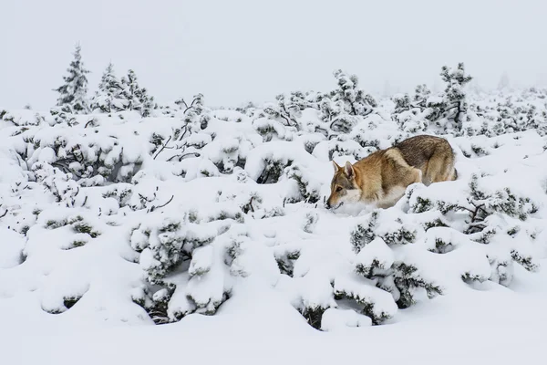 Loup dans la neige — Photo