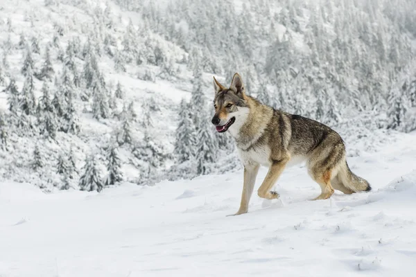 Loup dans la neige — Photo