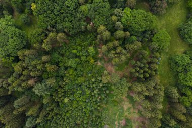Bir sonbahar çam ormanının havadan görünüşü