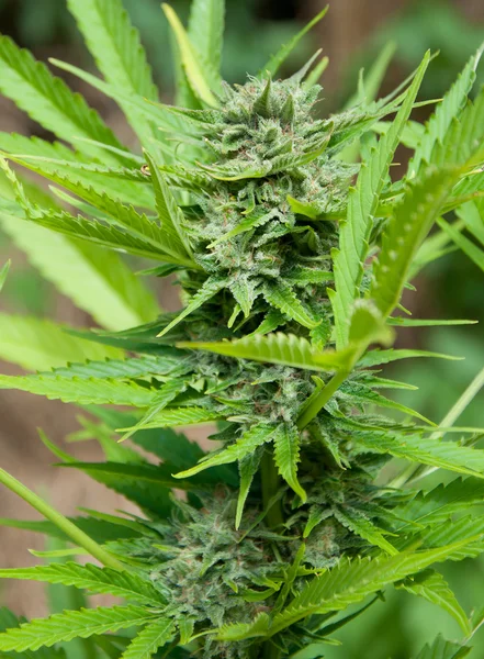 Marijuana bud — Stock Photo, Image