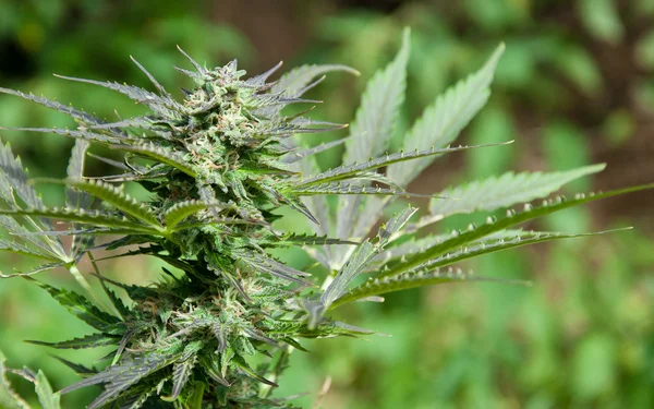 Marihuana Bud met bladeren — Stockfoto