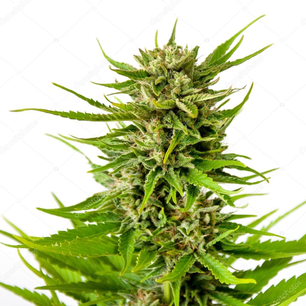 Marijuana bud isolated on white background