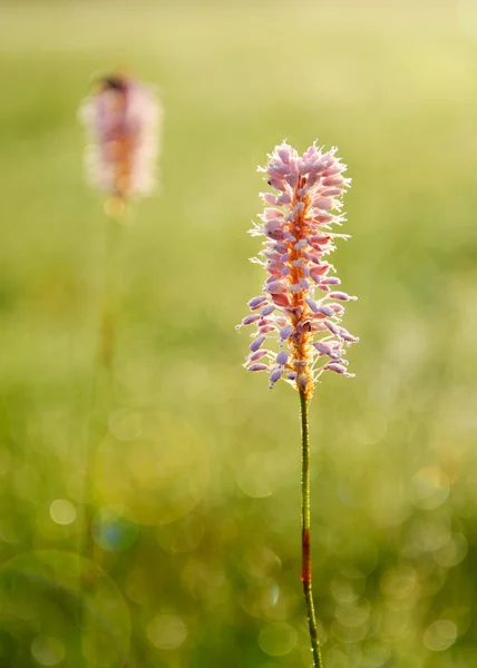 Morning dew in grass — Stock Photo, Image