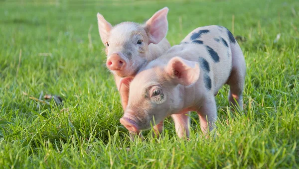 두 개의 작은 돼지 로열티 프리 스톡 이미지
