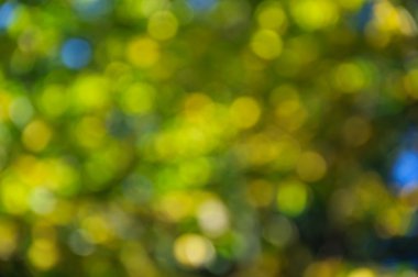 Soyut sonbahar arkaplanı