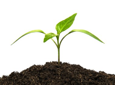 Beyaz arka plan üzerinde izole genç yeşil bitki