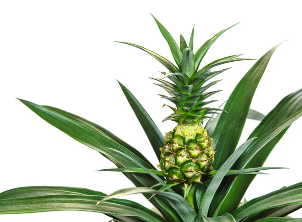 Baby pineapple — Stock Photo, Image