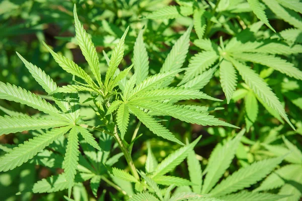 Marihuana-Pflanze — Stockfoto