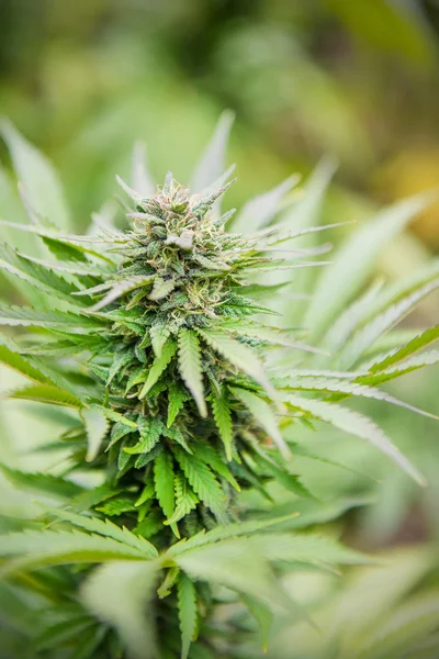 Marihuana-Knospe auf Grün — Stockfoto