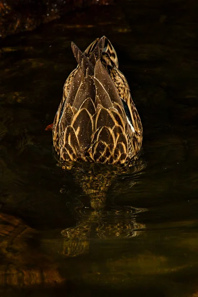 Orvalho Cai Preto Branco Asa Cisne Muito Perto Com Detalhes — Fotografia de Stock