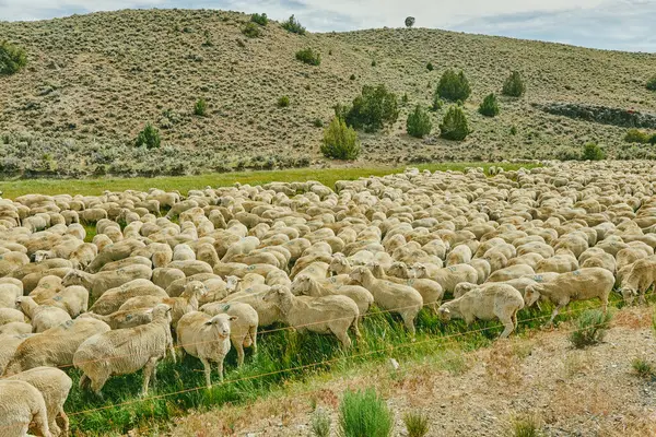 Sheep Grazing Meadow Nature Background — Stock Photo, Image