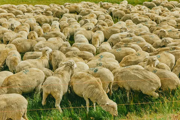 Овцы Пасутся Лугу Природе — стоковое фото