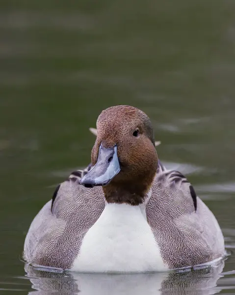 Pintail Del Norte Deslizándose Través Del Agua —  Fotos de Stock