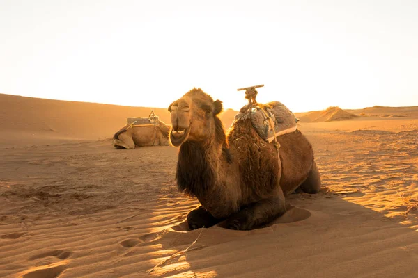 Chameau Reposant Lever Soleil Attendant Les Touristes Pour Une Visite — Photo