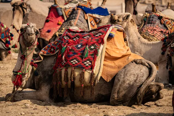 Καμήλες Στην Έρημο Στην Περιοχή Της Σαχάρας Φόντο Φύση — Φωτογραφία Αρχείου
