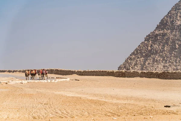 萨哈拉沙漠中的骆驼 以自然为背景 — 图库照片