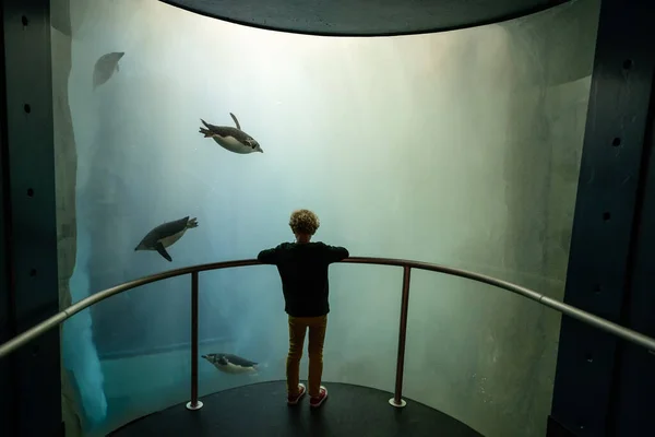 Young Child Watching Penguins Swim — Stock Photo, Image