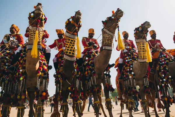 Grupo Camellos Decorados Con Sus Jinetes Rajasthani Hombre Festival Del —  Fotos de Stock