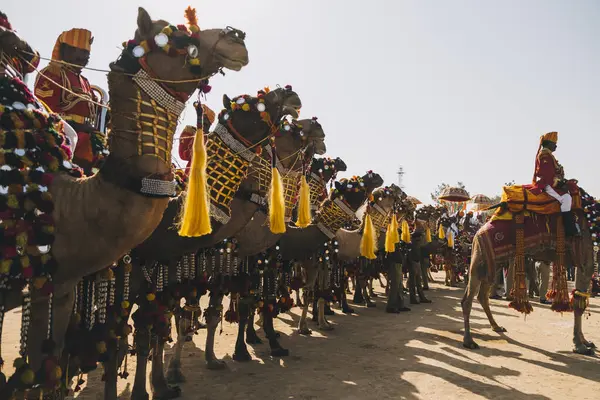 在贾萨默沙漠节 一群装饰骆驼和它们的拉贾斯坦尼男子骑手 — 图库照片