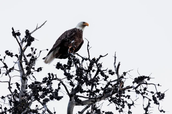 秃鹰坐在树上 — 图库照片