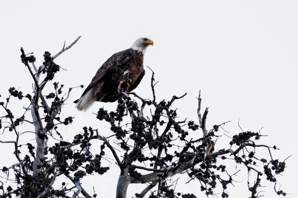 Aquila Calva Seduta Sull Albero — Foto Stock