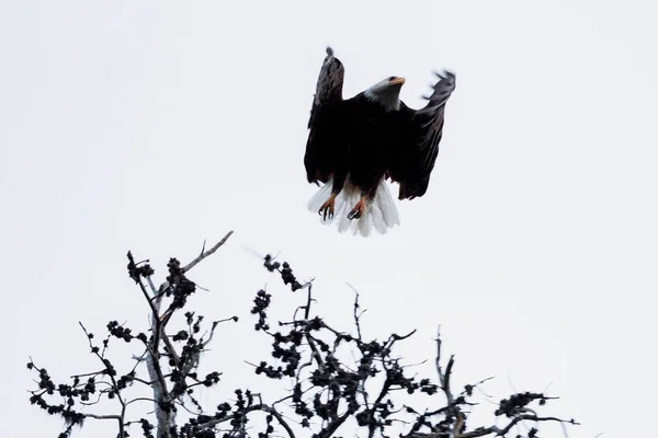Adler Fliegt Über Baum Vogelbeobachtung — Stockfoto