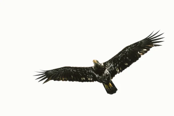 Adler Fliegt Den Himmel — Stockfoto