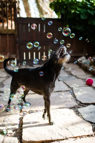 Lindo Perro Negro Con Burbujas Jabón Patio Trasero — Foto de Stock