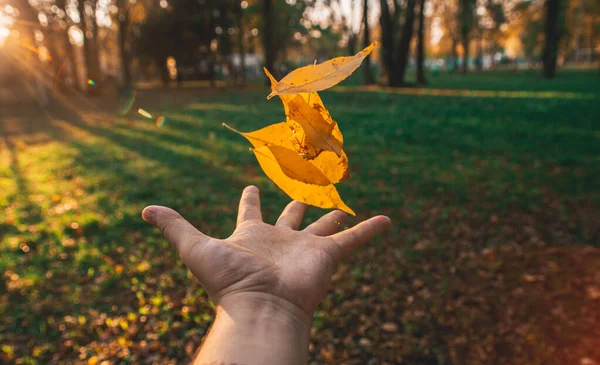 Man Throws Autumn Red Leaves Park — Stock Photo, Image