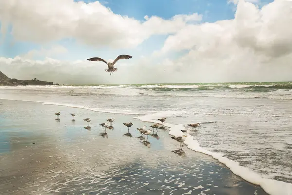 Gaviota Playa — Foto de Stock