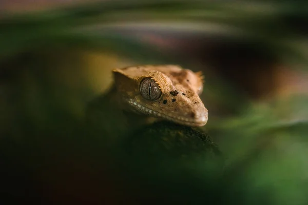 Ящірка Сидить Дивиться Камеру — стокове фото
