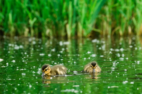 Close View Cute Ducklings Pond — Stock Photo, Image