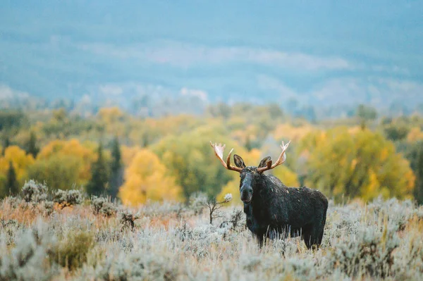 Alce Touro Fica Campo Sagebrush Durante Hora Ouro Com Montanhas — Fotografia de Stock