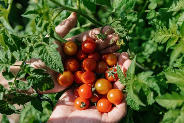 Gros Plan Une Femelle Tenant Des Tomates Cerises Biologiques Parmi — Photo
