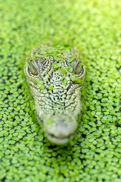 Crocodile Wild Close View — Stock Photo, Image