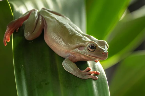 Lose Zicht Groene Kikker — Stockfoto