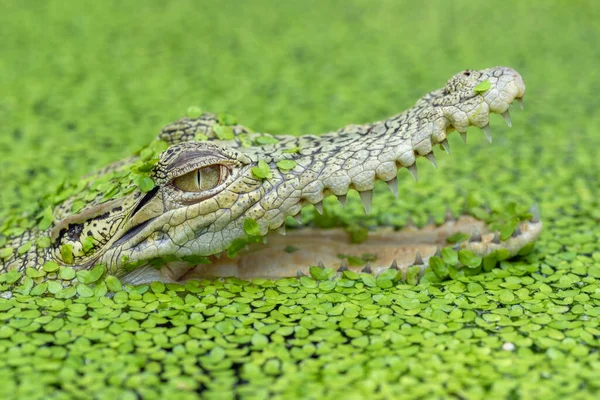 Krokodyl Widoku Bliska — Zdjęcie stockowe