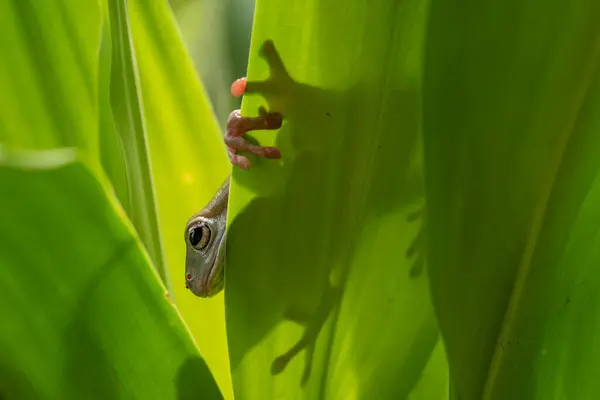 Blick Auf Den Grünen Frosch Verlieren — Stockfoto