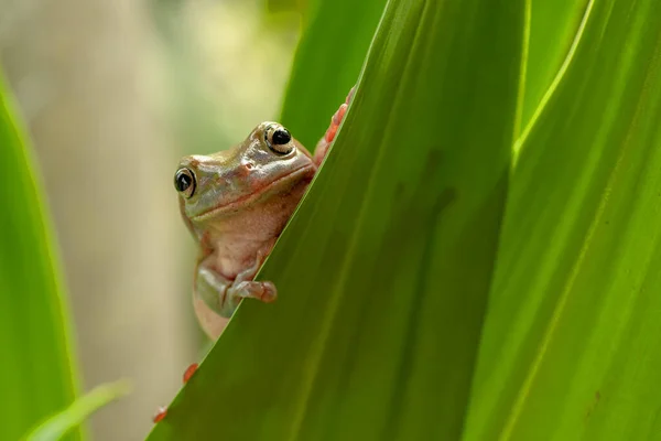 Lose View Green Frog — Stock Photo, Image