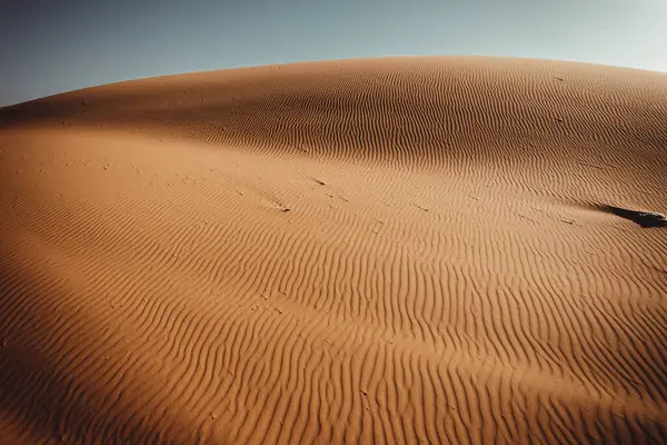 Merzouga Sahara Morocco Details Desert Dromedaries — Stock Photo, Image