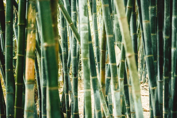 Caules Bambu Com Folhas Verdes — Fotografia de Stock