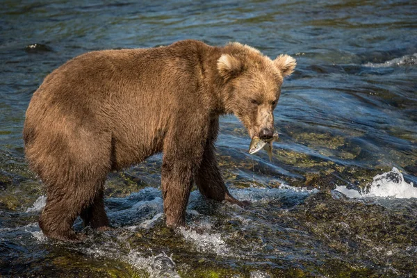 Ours Brun Avec Des Poissons Dans Rivière Dans Eau — Photo