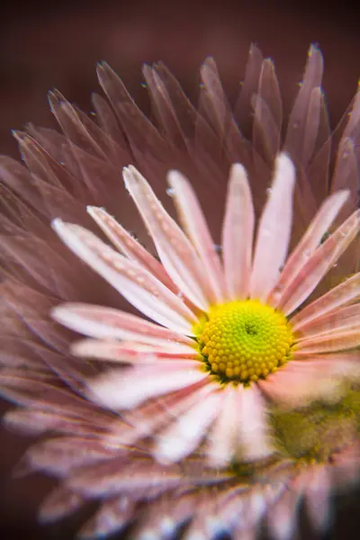 Vacker Blomma Trädgården Natur Bakgrund — Stockfoto