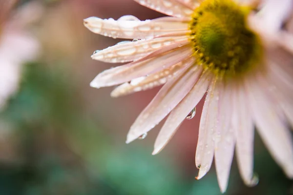 Hermosa Flor Jardín Sobre Fondo Naturaleza — Foto de Stock