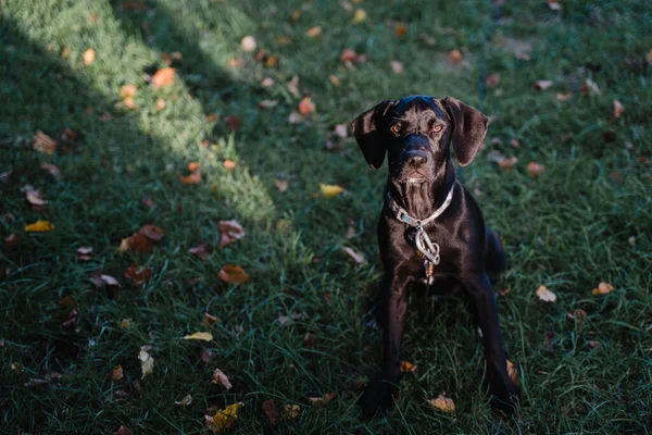 Siyah Bir Laboratuvar Köpeği — Stok fotoğraf