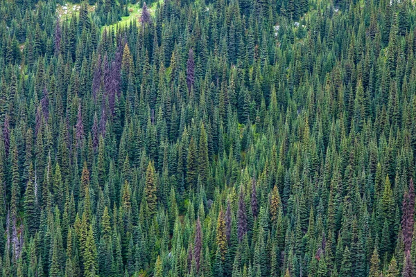 Beautiful Nature Landscape Duffy Lake Provincial Park British Columbia Canada — 스톡 사진